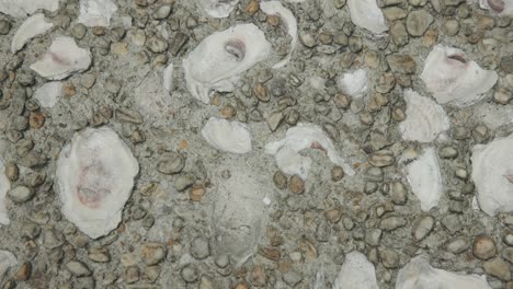 Oyster-beach-pattern-sidewalk-in-coastal-building