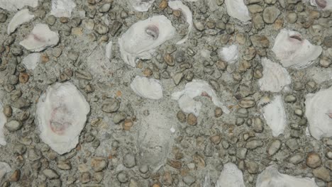 acera con patrón de playa de ostras en un edificio costero