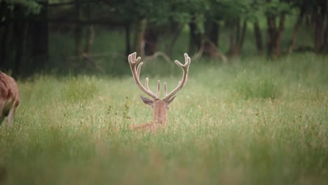 deer with big antlers lying in high grass in farran park cork ireland