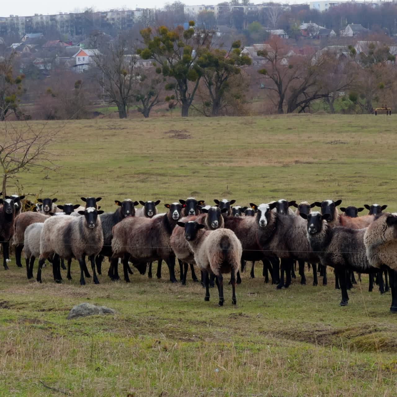 Un gruppo di pecore dal muso nero guarda verso la camera. Piccoli bovini al pascolo nel campo. Villaggio sullo sfondo
