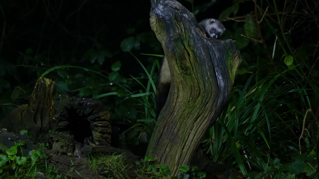 Stunning slow motion of polecat climbing higher into forest canopy, Drenthe