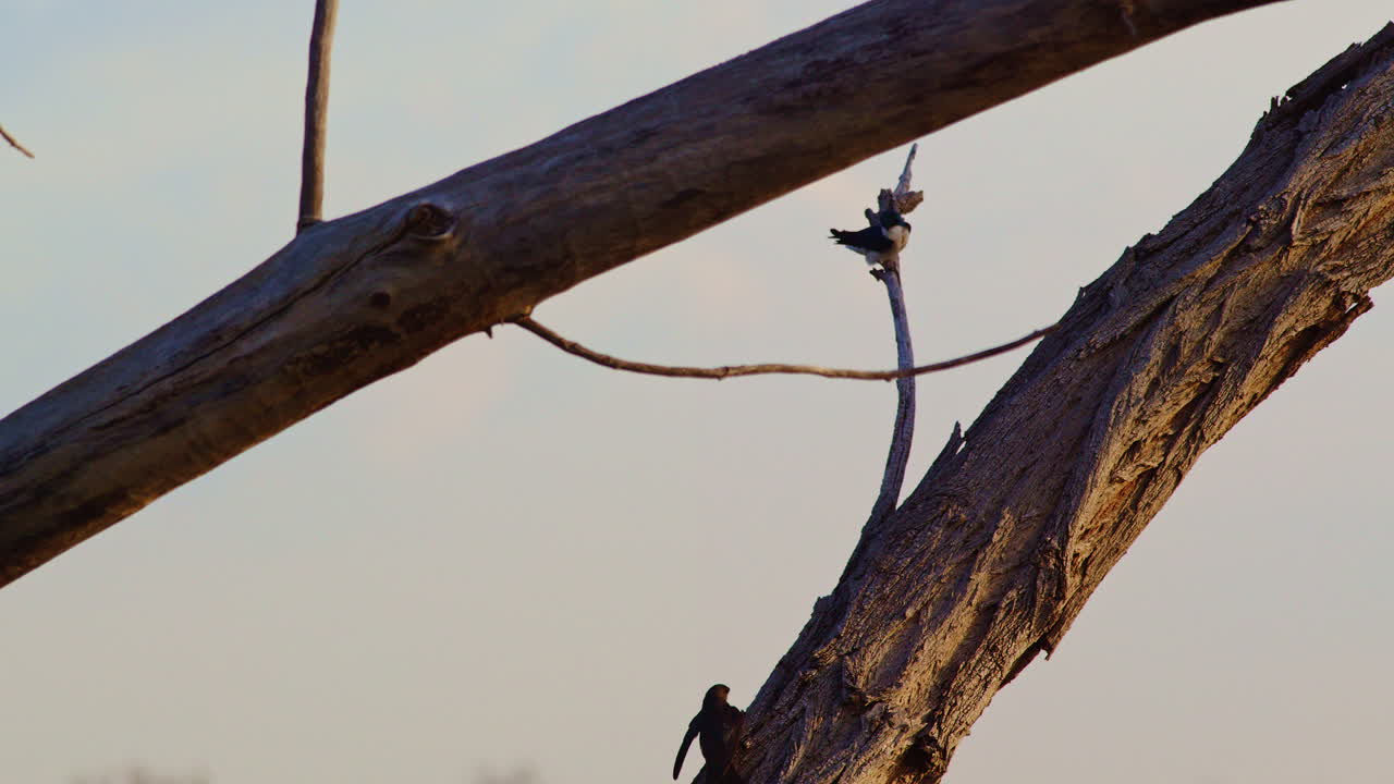 Extreme slow-mo captures a purple martin gliding and twisting through the sky.