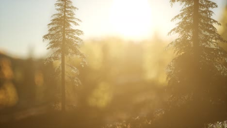 Bosque-De-Pinos-Al-Amanecer-Con-Cálidos-Rayos-De-Sol