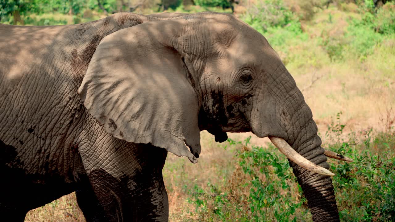 African elephants close-up of an elephant's head
