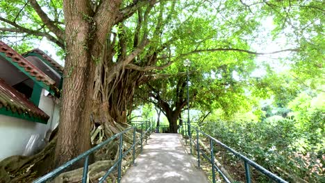 banyan tree park pathway