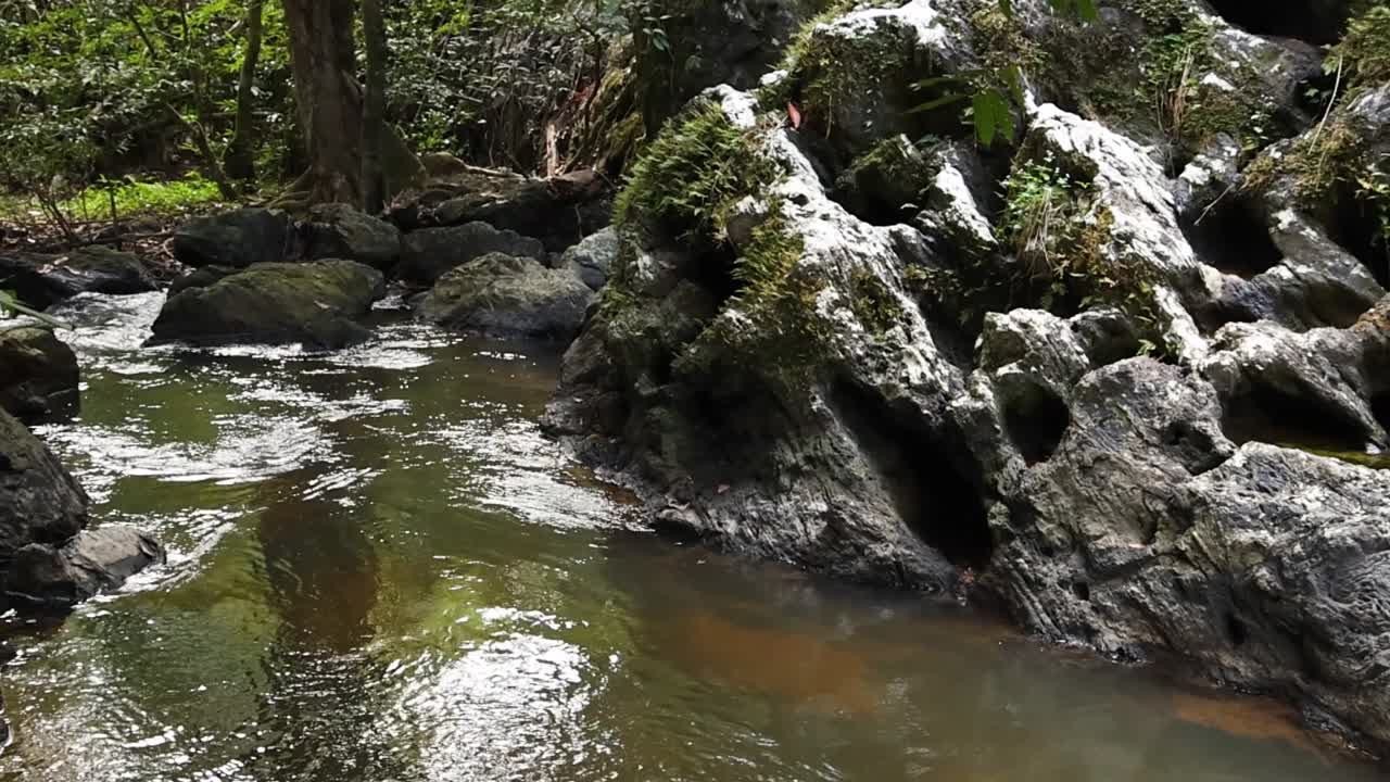 Forest Stream with Rocks and Lush Vegetation
