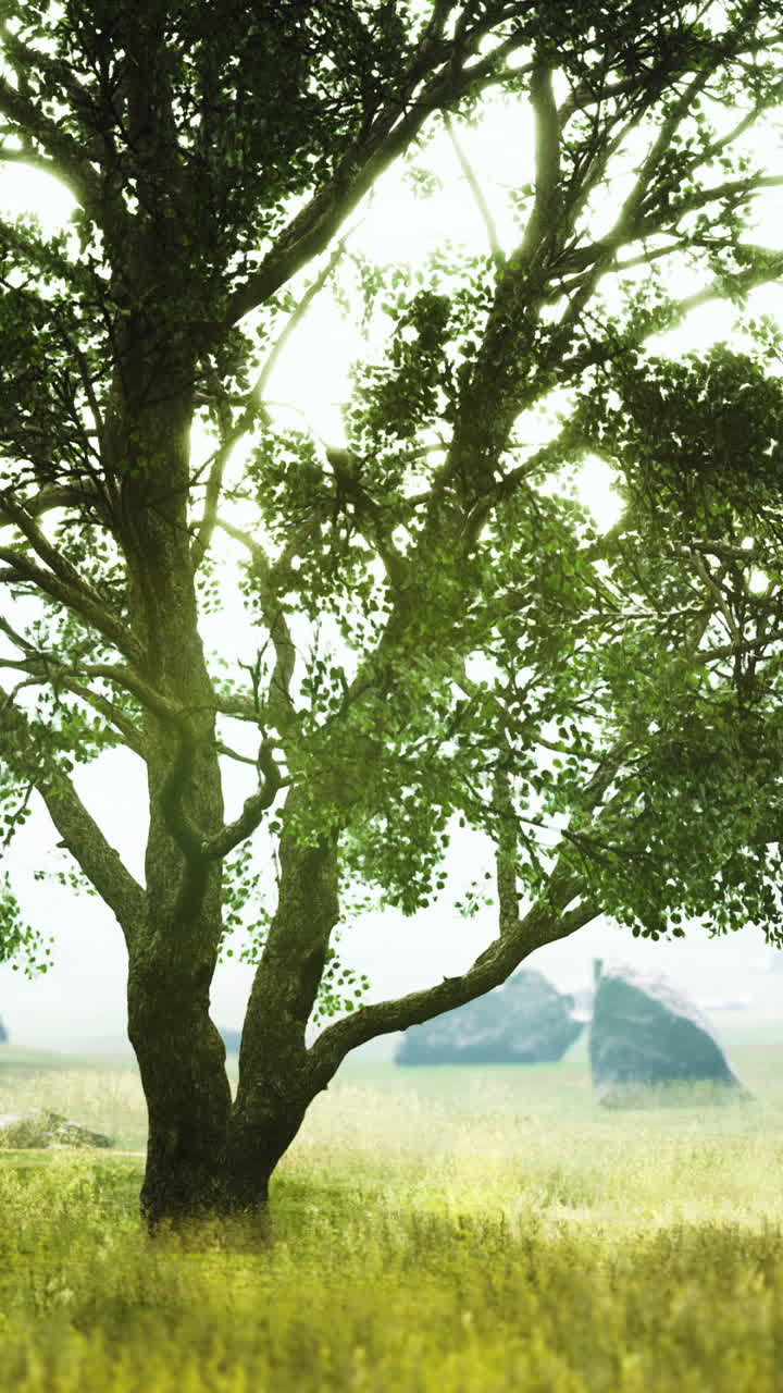 Warm sunlight bathes solitary tree near distant haystack landscape