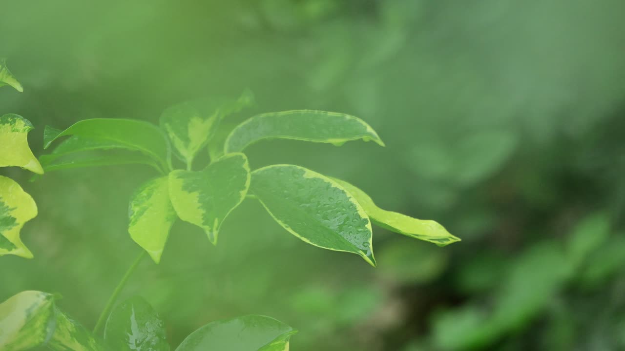 Gentle rain adding dynamic natural elements to calm composition