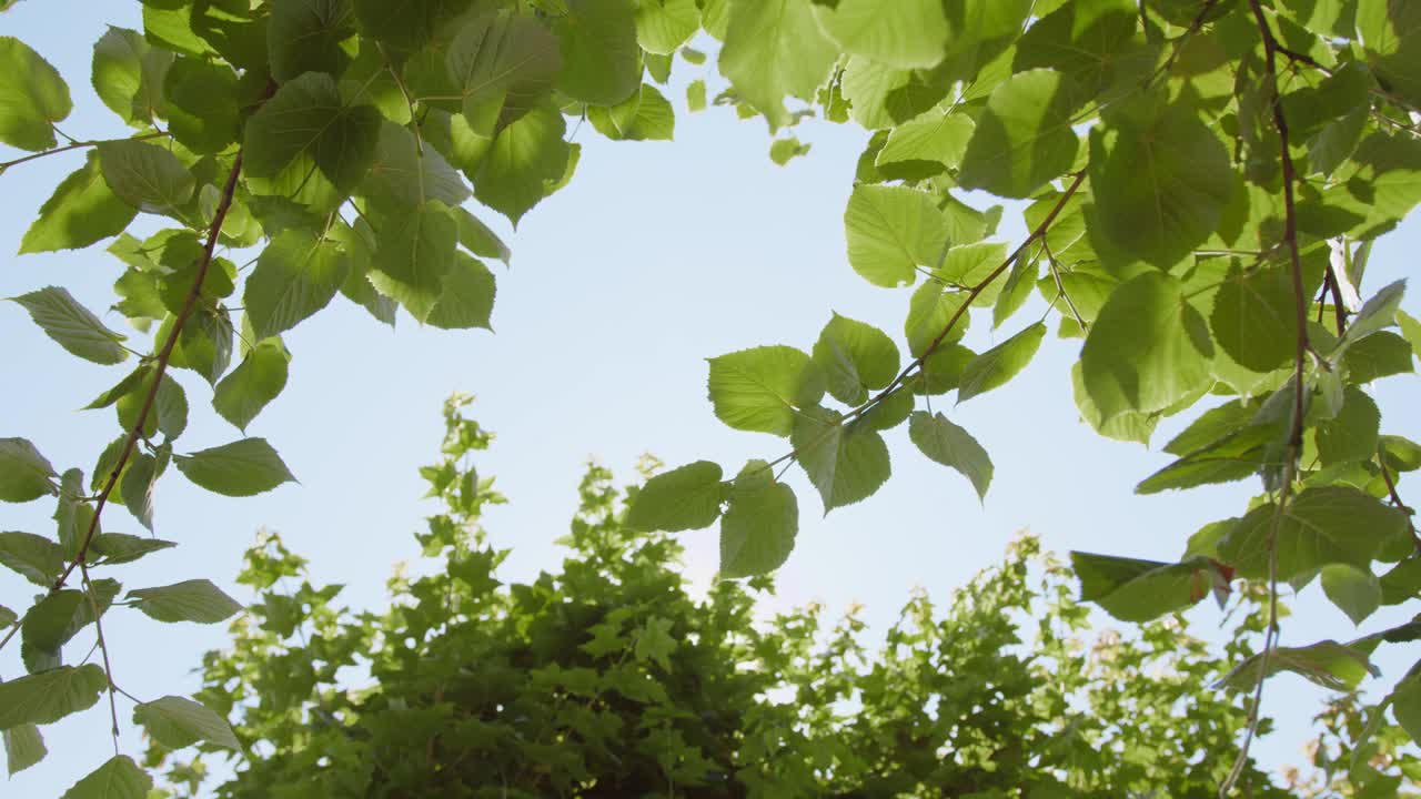 Sunlight Peeking Through Green Foliage At Sunrise. Low Angle Shot