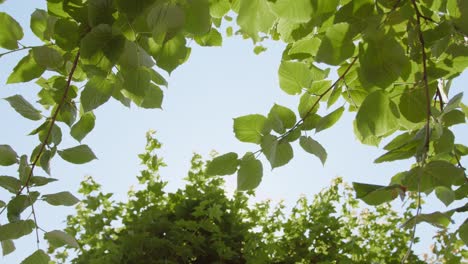 sunlight peeking through green foliage at sunrise. low angle shot