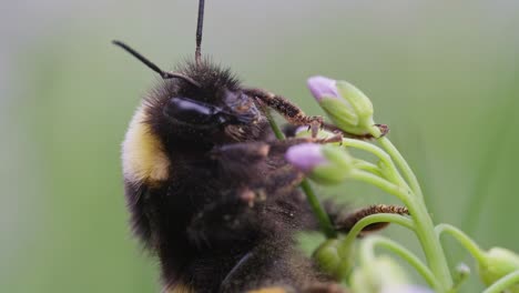 bumblebee sitting on purple cuckoo flower gathering pollen, macro view of face