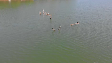 Imágenes-De-Drones-De-Pájaros-Sentados-En-Un-árbol-Sumergido-En-Un-Remanso-De-Presa-Con-Movimiento-Panorámico