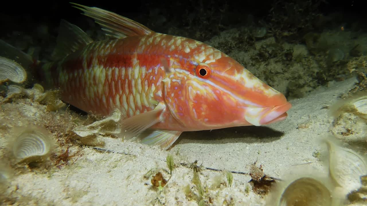 Red goatfish super close up in front of camera at night on coral reef