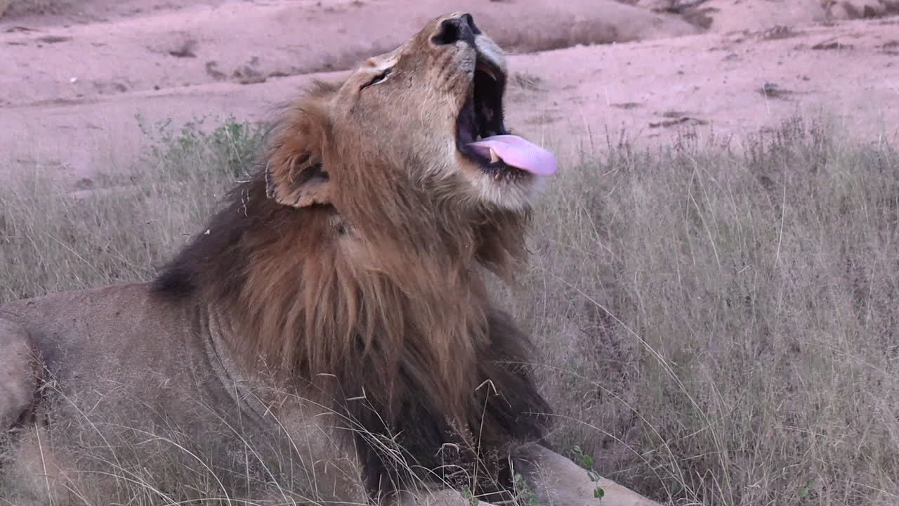 Close-up of a male lion stretching, yawning and roaring