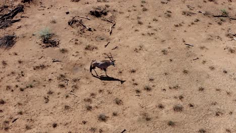 Eine-Spießbock-Antilope,-Die-In-Der-Savanne-In-Südafrika-Weidet.-Luftvideo