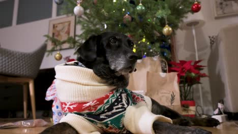 a black senior labrador dog wearing a christmas-themed sweater as it lies on the ground next to a decorated christmas tree