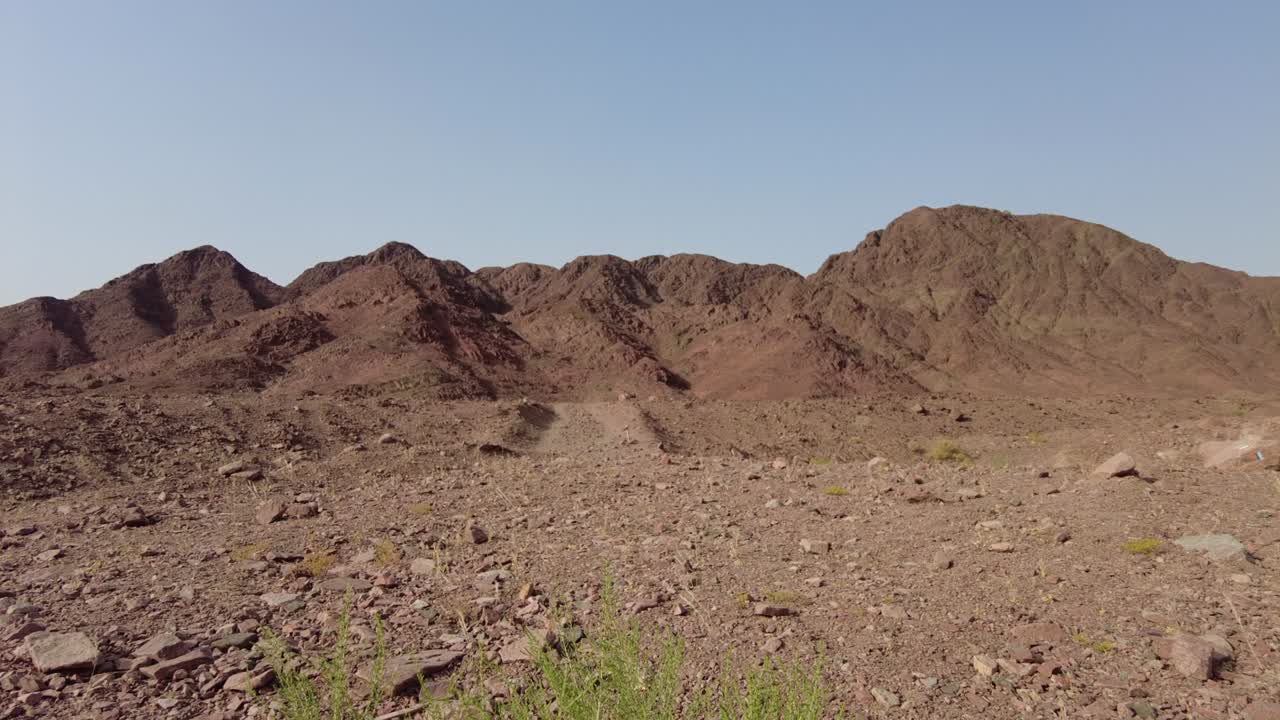 l'arbusto Tamarix amplexicaulis cresce nel deserto arido