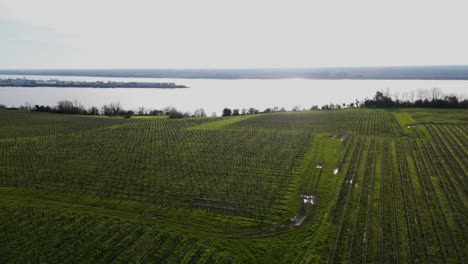 Vineyards-stretch-to-river-in-Bayon-sur-Gironde,-France