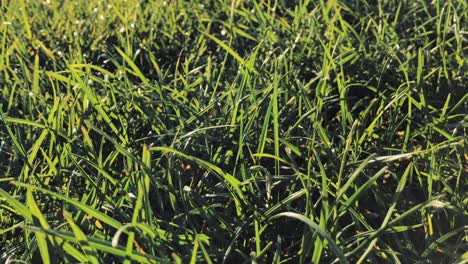 Close-up-of-blades-of-grass-swaying-softly-in-the-gentle-breeze-of-a-warm-sunny-day