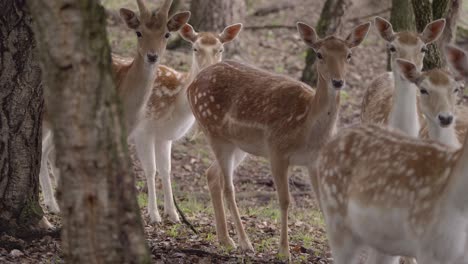 Herde-Gefleckter-Damhirsche,-Die-Durch-Waldbäume-In-Die-Kamera-Starren