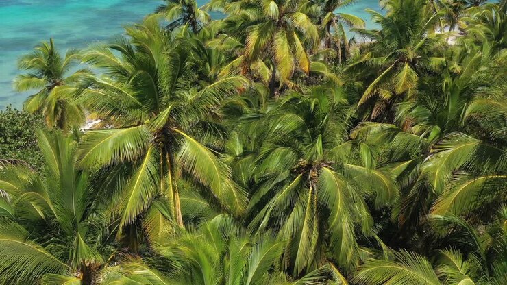 Aerial View of Tropical Beach with Palm Trees and Turquoise Water