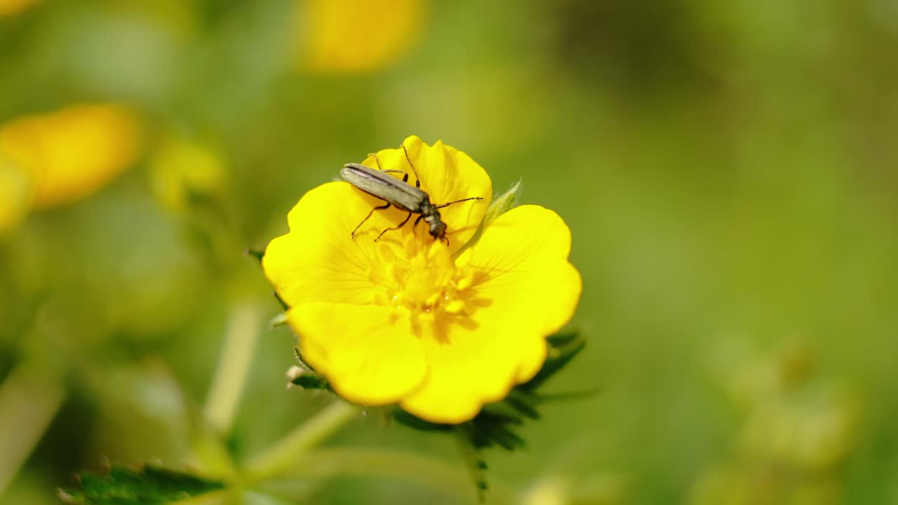 una imagen de primer plano que captura un insecto esbelto posado sobre los pétalos vibrantes de una flor amarilla, colocado contra un fondo verde de enfoque suave