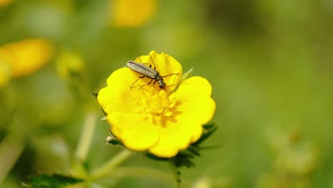 Eine-Nahaufnahme-Eines-Schlanken-Insekts,-Das-Auf-Den-Leuchtenden-Blütenblättern-Einer-Gelben-Blume-Thront,-Vor-Einem-Weichen,-Grünen-Hintergrund.