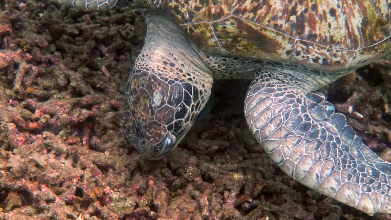 Close up of huge female old big sea turtle swimming in deep blue ocean among coral reef, feeding on corals. Close up. Ocean wildlife