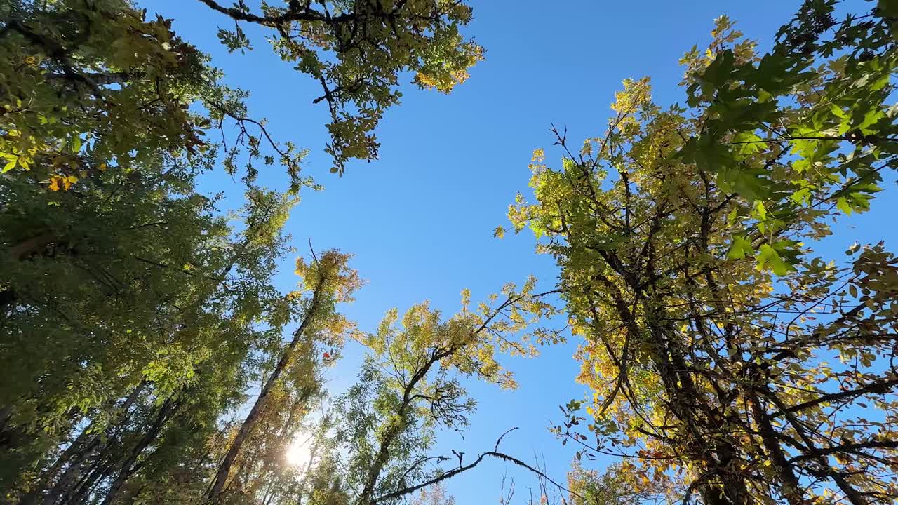 Autumn leaves falling in the woods