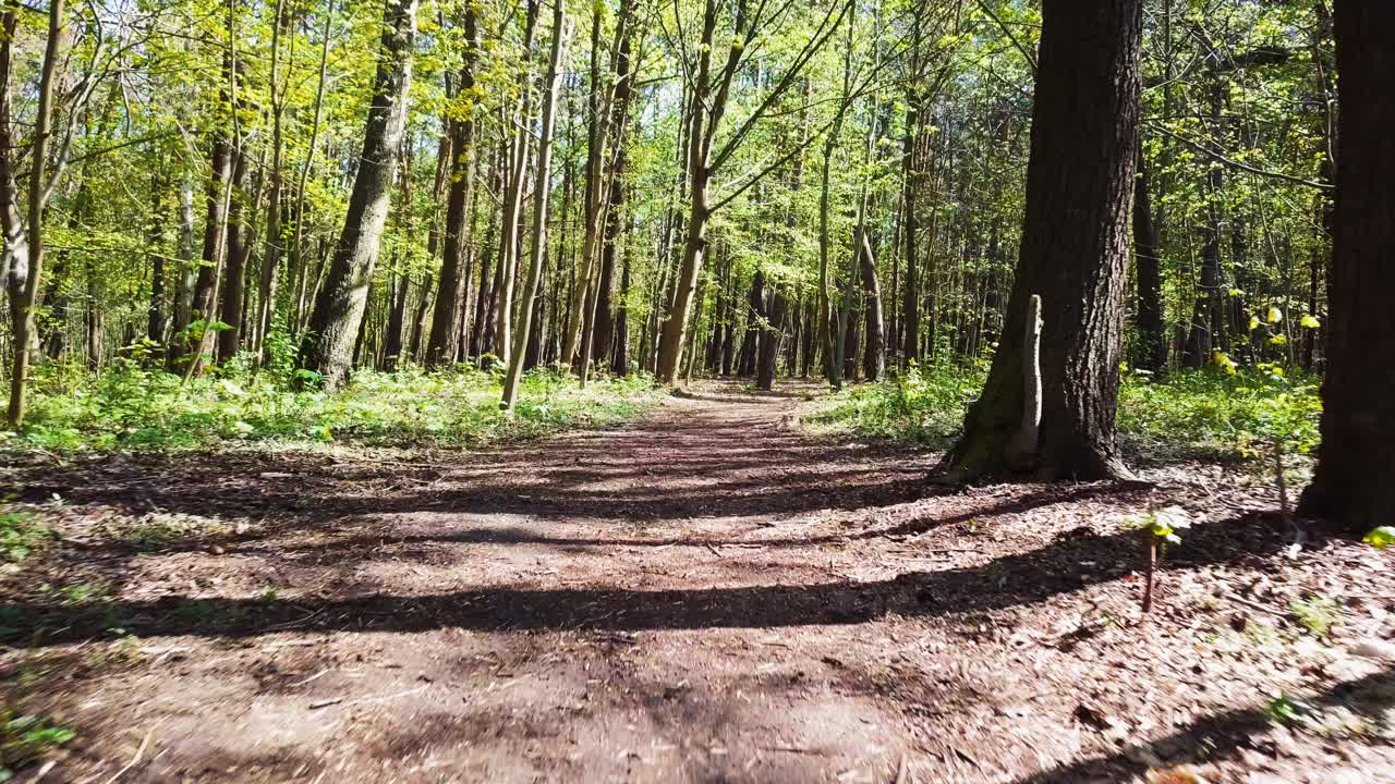 Cammino forestale