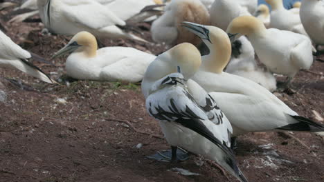 Experience-the-enchanting-world-of-Northern-Gannet-birds-as-they-exhibit-their-natural-behavior-in-stunning-4K-slow-motion