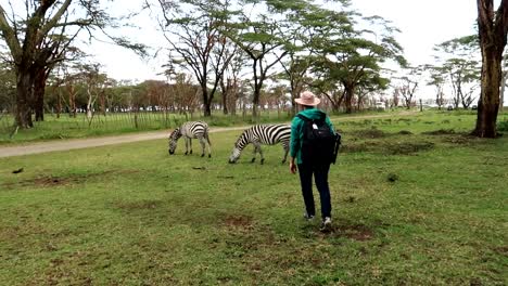 man quietly approaching two zebras eating in green savannah environment