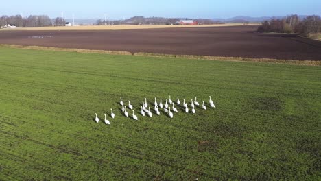 Aerial-view-of-flock-of-swans-walking-on-green-field