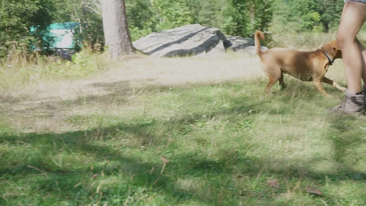 주인과 노는 개