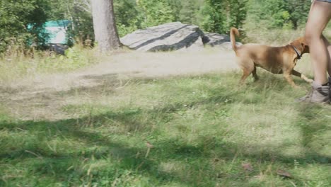 perro jugando con su dueño