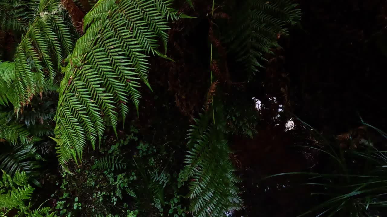Felci verdi lussureggianti in una fitta foresta pluviale