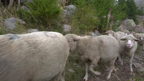 sheep rushing along a trail path, lake allos, french alps