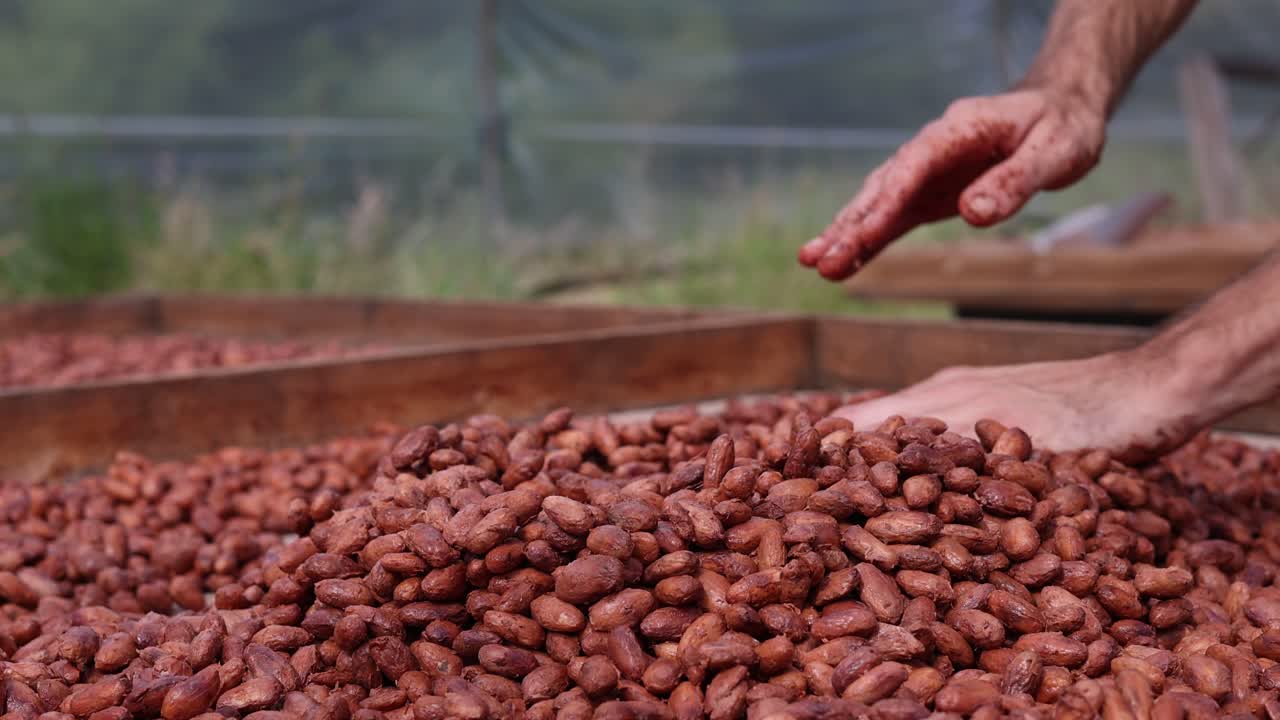 Hands Smoothing Out Fermented Cacao Beans On Drying Rack - 120fps