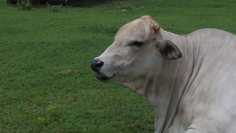 closeup view of a cattle chewing the cud