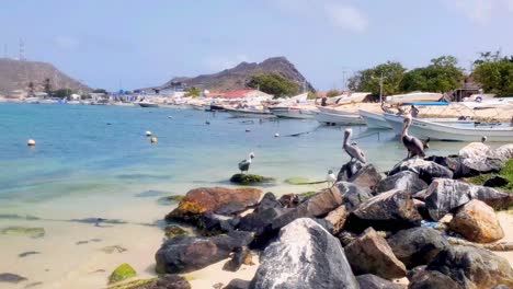 Pájaros-Pelícanos-Marrones-Parados-En-Las-Rocas-En-La-Playa-De-La-Costa-Buscando-Comida-Entre-Los-Barcos-De-Pesca