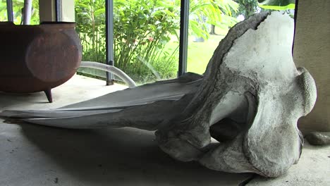 whale skull in the museum of tahiti and her islands, french polynesia