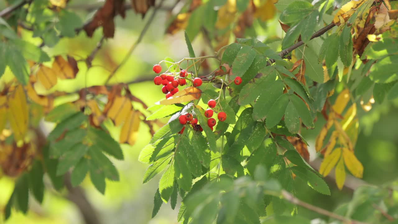 소르부스 오쿠파리아 (sorbus aucuparia) 라는 나무의 가지, 잎과 열매가 은 날 숲에서 자란다.