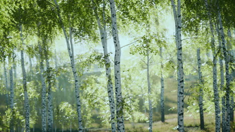 spring in the birch grove forest