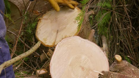 lumberjack forest worker with protective gloves moving freshly cut logs after cutting with chainsaw 4k