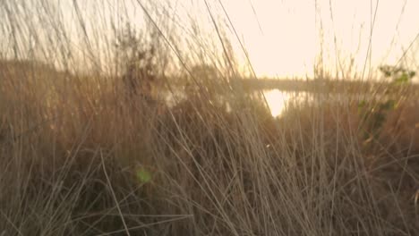 sunset over a marsh