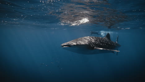 Frontal-angled-view-of-whale-shark-swimming-right-below-surface-of-ocean-water-in-slow-motion