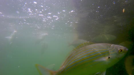 cámara lenta de un grupo de peces sarpa salpa