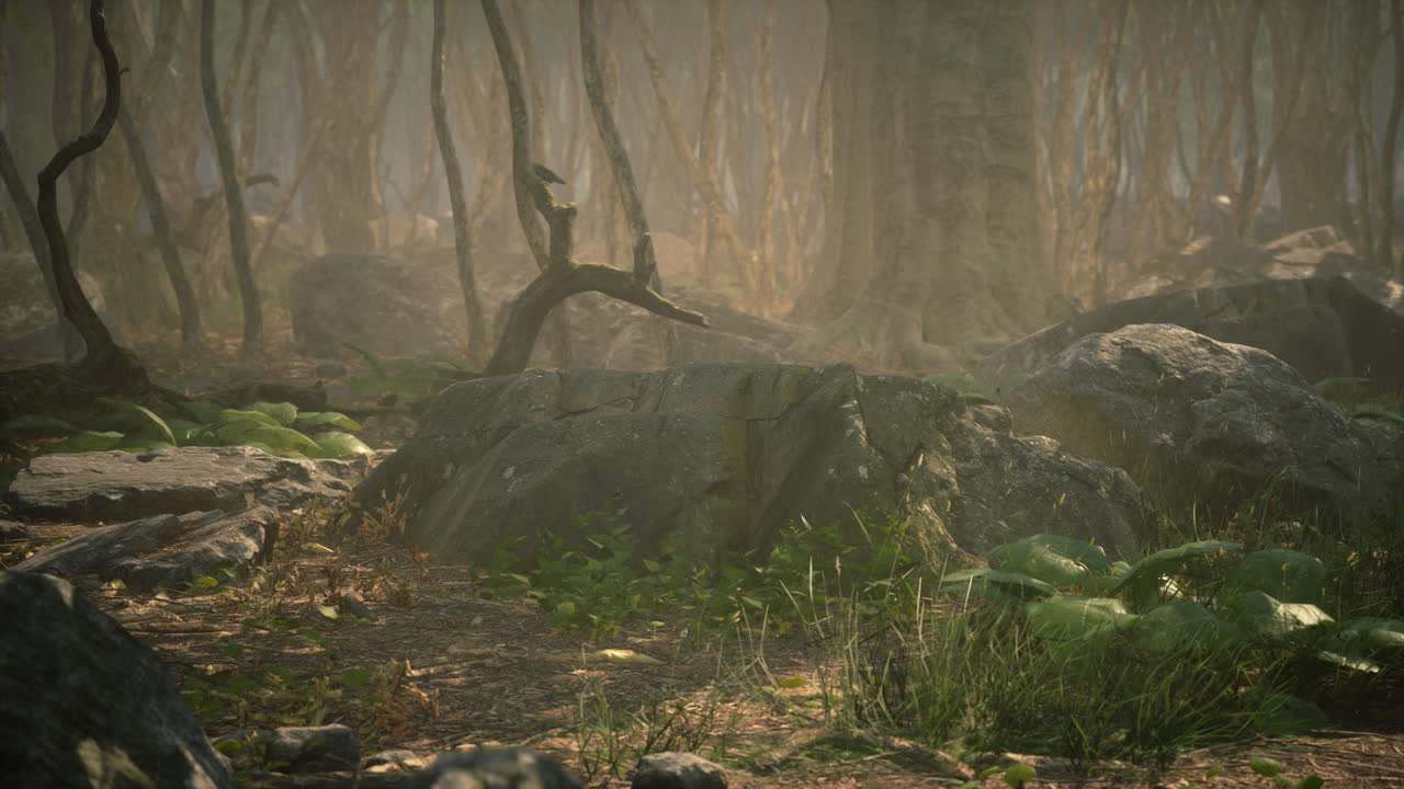 camino de bosque brumoso con rocas y árboles