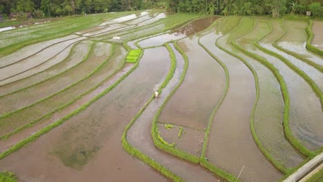 farmer working in tonoboyo rice fields in central java, indonesia