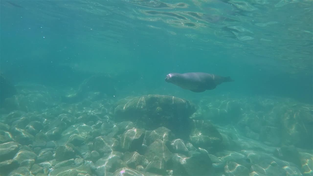 leones marinos de baja california nadan y juegan bajo el agua cerca de los islotos